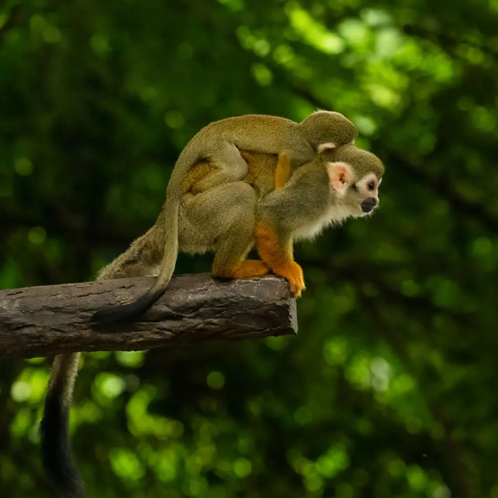 peru-amazon